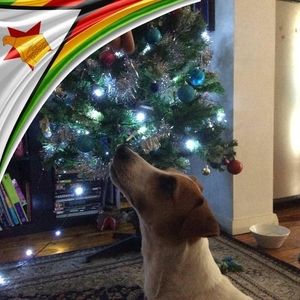 Meet your Posher, Alice